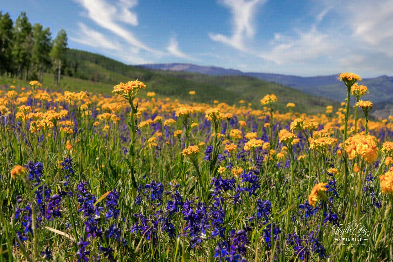 Landscape Frame TV Art 4K